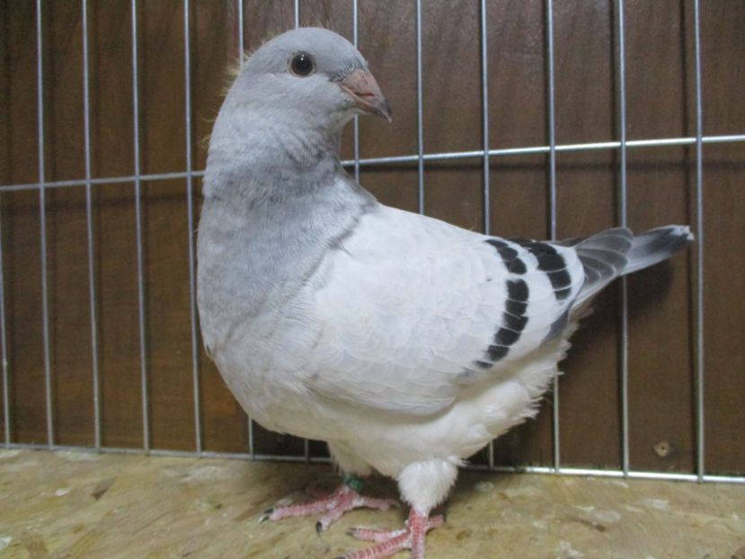 10189-19 - Tineret 2019