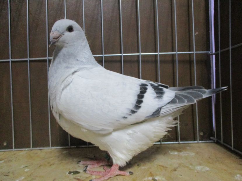 10190-19 - Tineret 2019