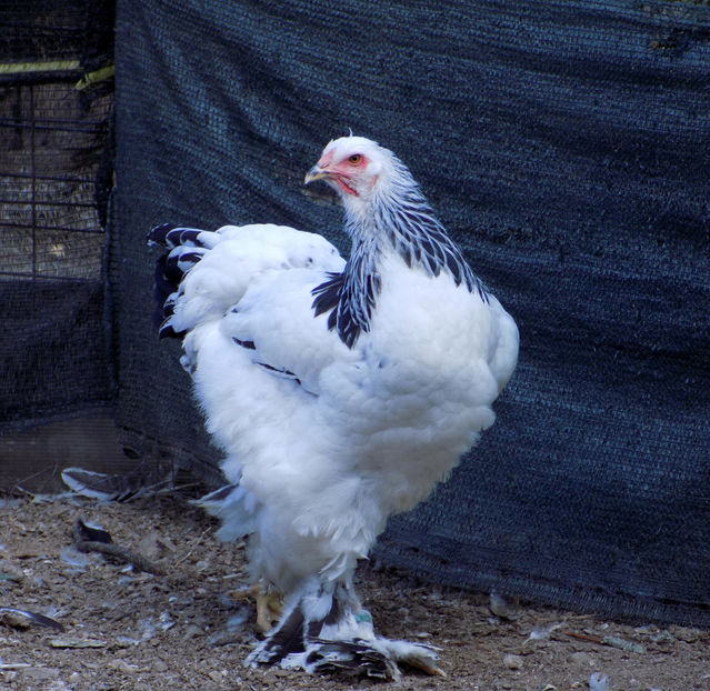  - VIITOR SPERANTE PTR 2020