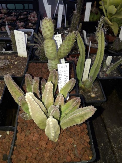 Stapelia grandiflora - Stapeliade