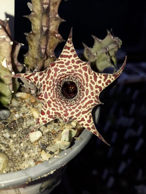 Huernia hislopii - Stapeliade