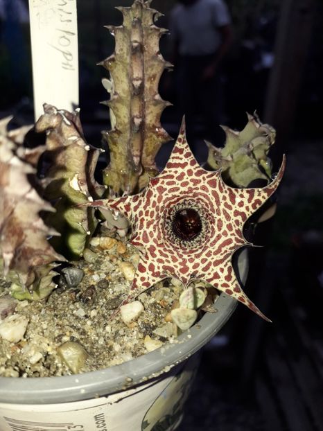 Huernia hislopii - Stapeliade