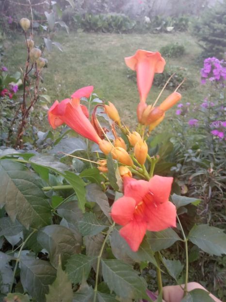 Luleaua turcului - Flori perene