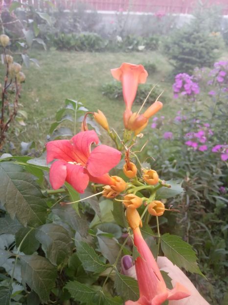 Trandafiri la ghiveci din Dedeman - Flori perene