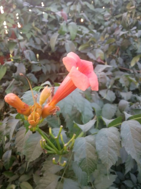 Hibiscus alb - Flori perene