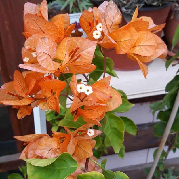 - Bougainvillea 2019-2020