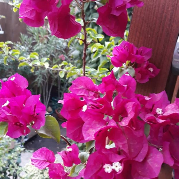  - Bougainvillea 2019-2020