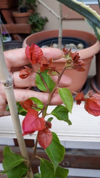  - Bougainvillea 2019-2020
