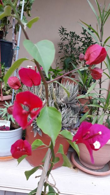  - Bougainvillea 2019-2020