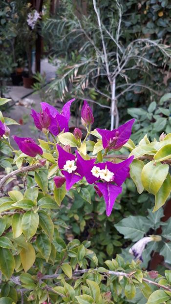 - Bougainvillea 2019-2020