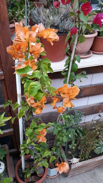  - Bougainvillea 2019-2020