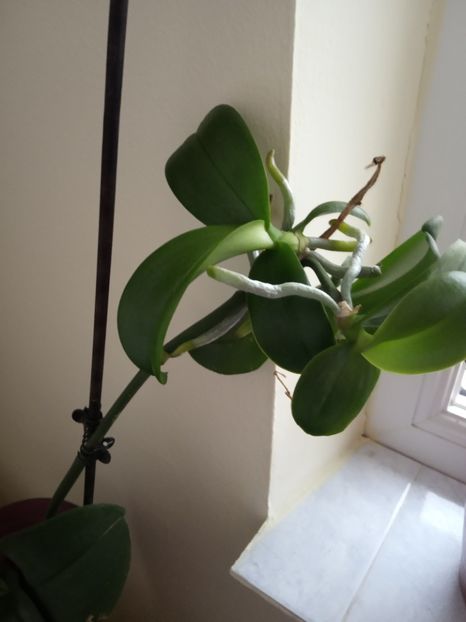 Pui de orhidee - Flori de apartament