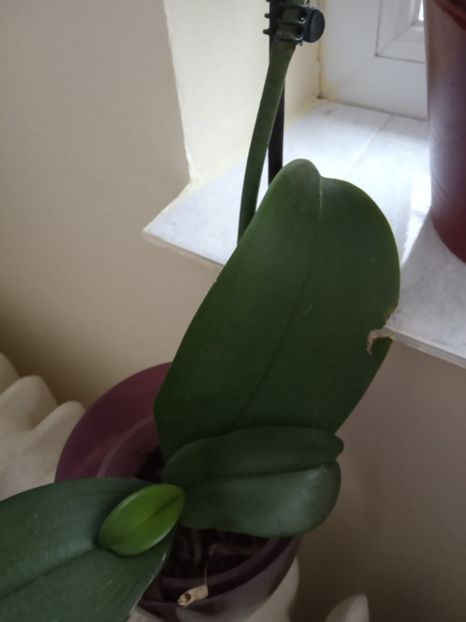  - Flori de apartament