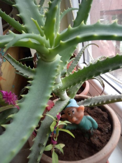  - Flori de apartament