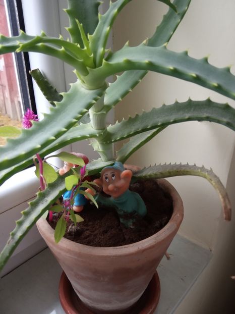  - Flori de apartament