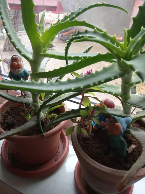  - Flori de apartament