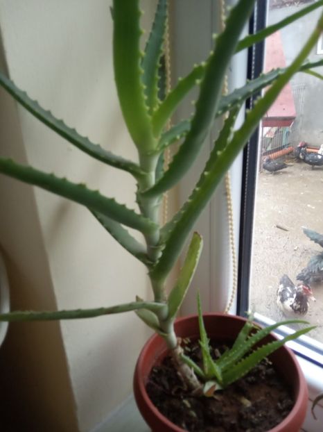  - Flori de apartament