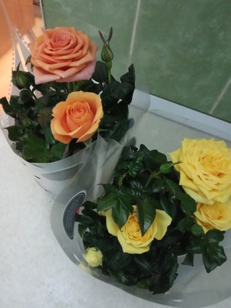  - Flori de apartament