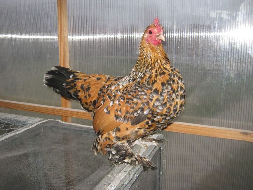 received_2273385859410205 - Păsări mii de flori