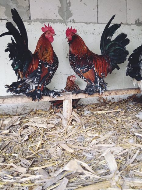  - Păsări mii de flori