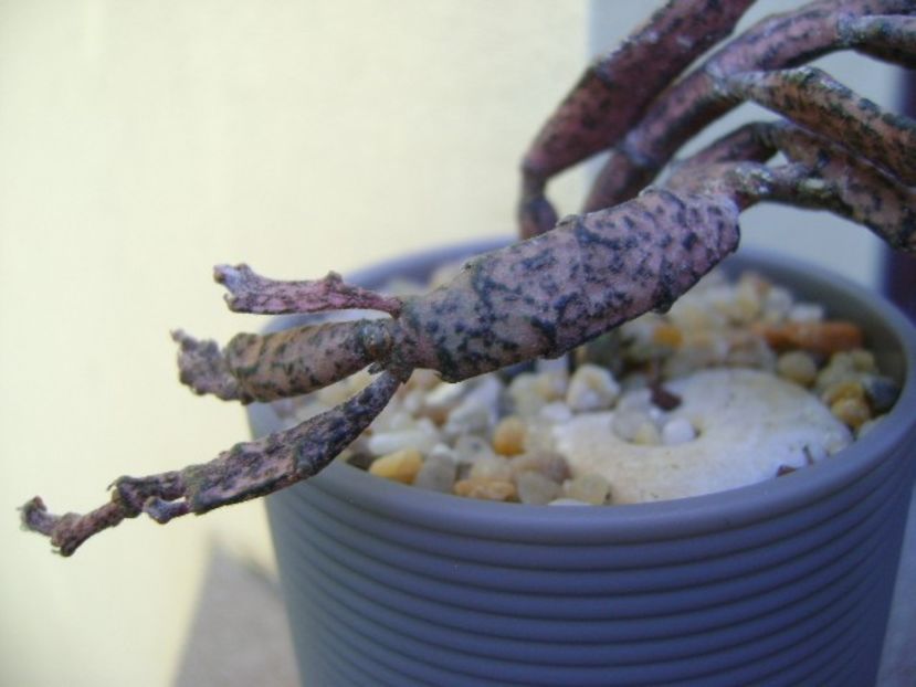 Euphorbia platyclada - Suculente 2019