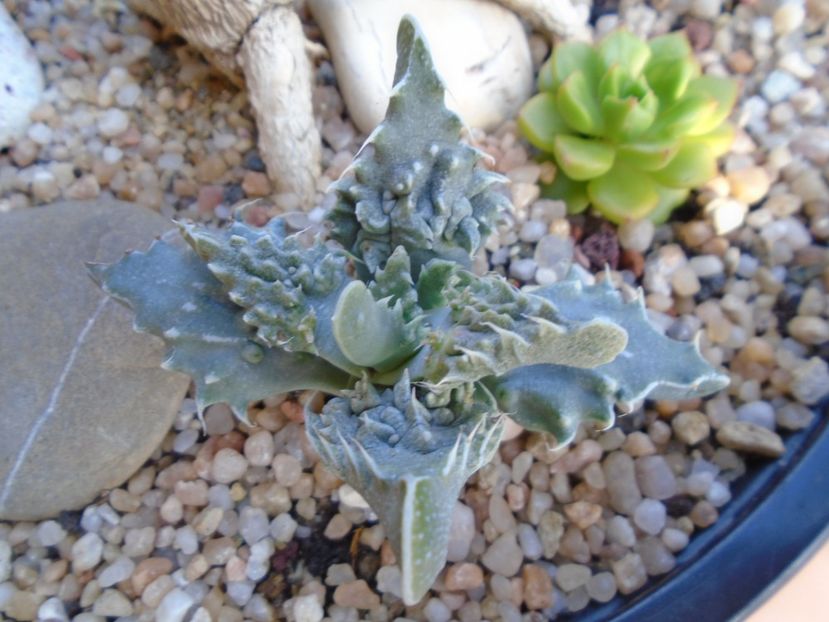 Faucaria tigrina - Suculente 2019