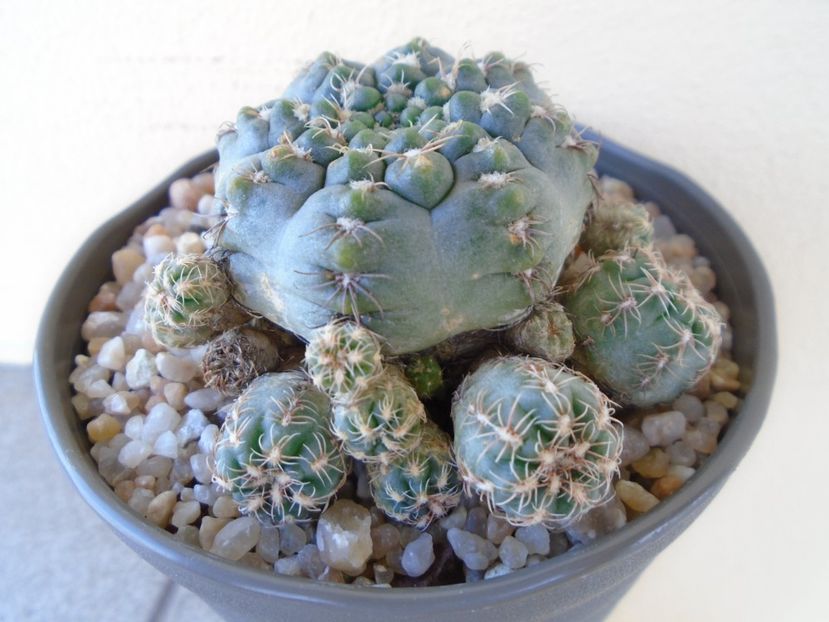 Gymnocalycium bruchii f. brigittae,  Taninga, Argentina - Cactusi 2019 Gymnocalycium