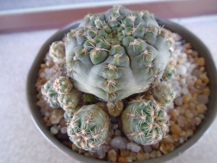 Gymnocalycium bruchii f. brigittae,  Taninga, Argentina - Cactusi 2019 Gymnocalycium