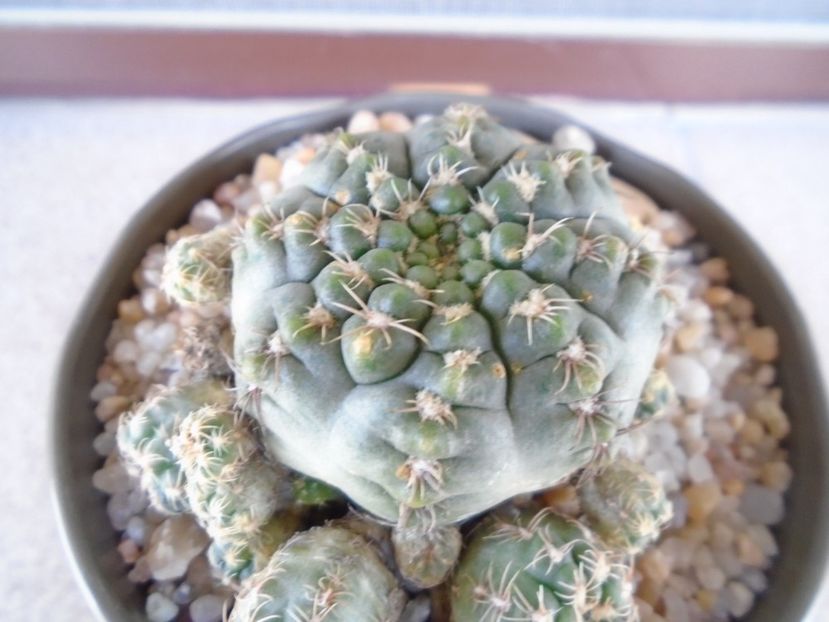 Gymnocalycium bruchii f. brigittae,  Taninga, Argentina - Cactusi 2019 Gymnocalycium