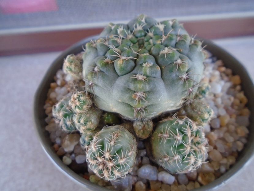 Gymnocalycium bruchii f. brigittae,  Taninga, Argentina - Cactusi 2019 Gymnocalycium