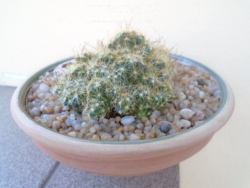 Mammillaria surculosa - Cactusi 2019 bis bis