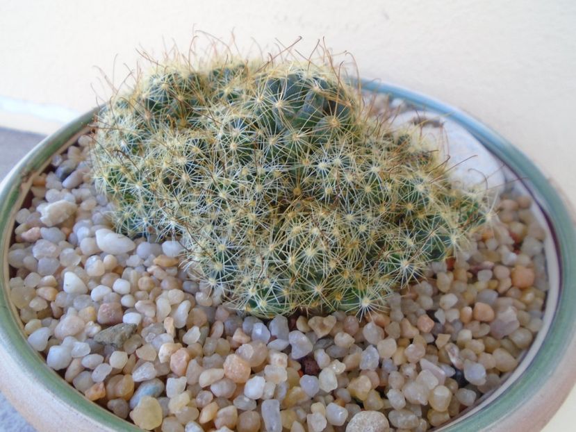 Mammillaria surculosa - Cactusi 2019 bis bis