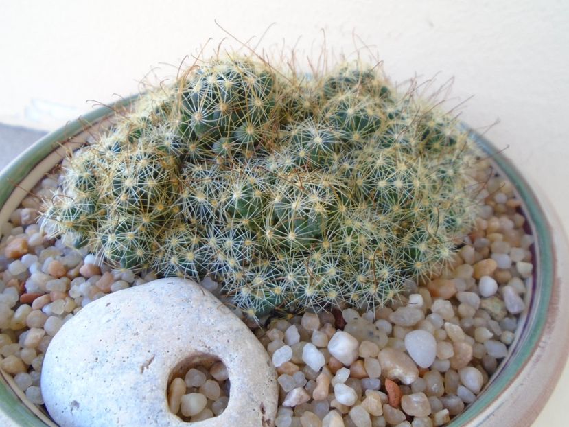 Mammillaria surculosa - Cactusi 2019 bis bis