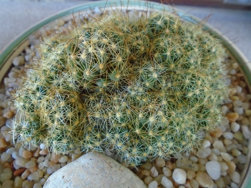 Mammillaria surculosa - Cactusi 2019 bis bis