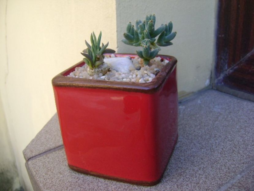 Euphorbia cylindrifolia & Trichodiadema marlothii - Caudiciforme si bulbi 2019