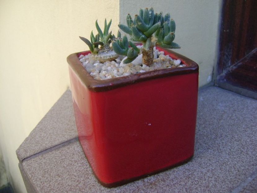 Euphorbia cylindrifolia & Trichodiadema marlothii - Caudiciforme si bulbi 2019