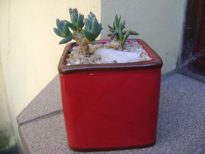 Euphorbia cylindrifolia & Trichodiadema marlothii - Caudiciforme si bulbi 2019