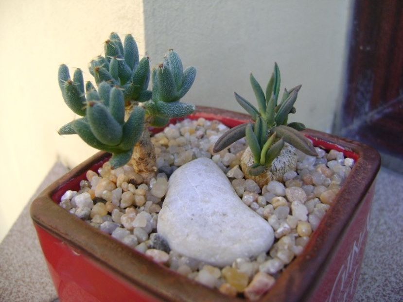 Euphorbia cylindrifolia & Trichodiadema marlothii - Caudiciforme si bulbi 2019