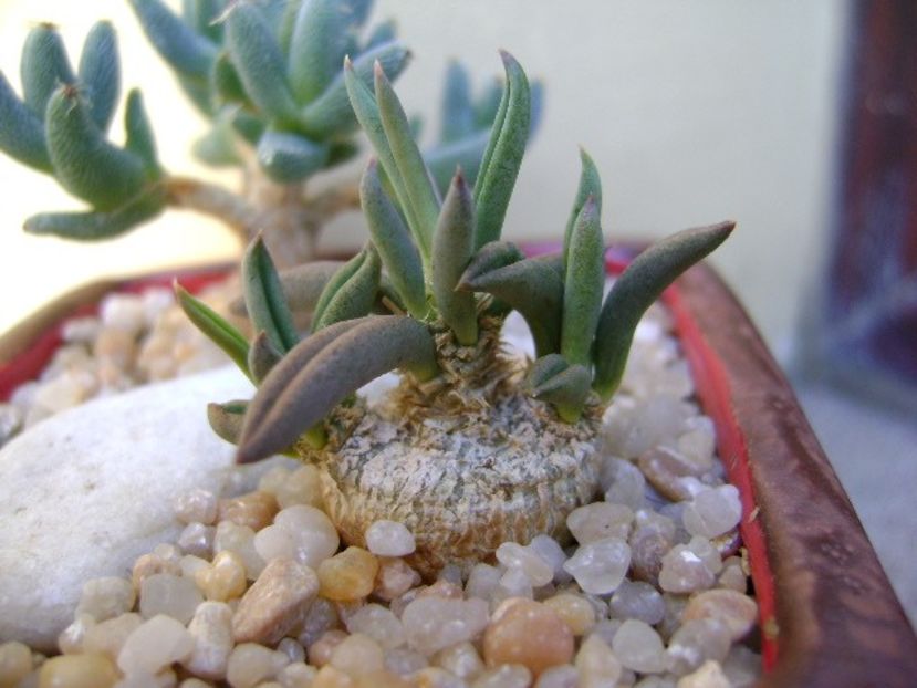 Euphorbia cylindrifolia - Caudiciforme si bulbi 2019