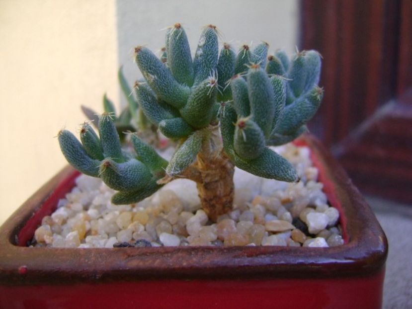 Trichodiadema marlothii - Caudiciforme si bulbi 2019