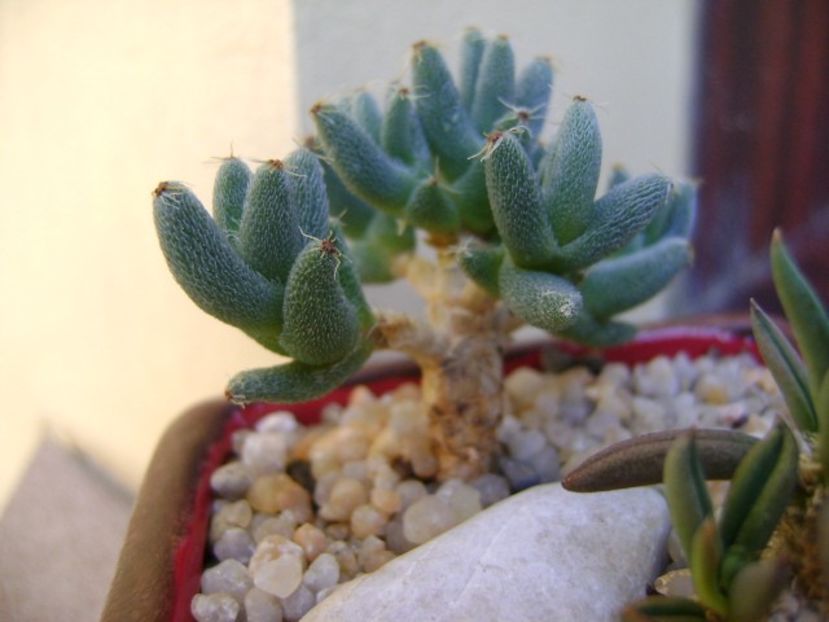 Trichodiadema marlothii - Caudiciforme si bulbi 2019