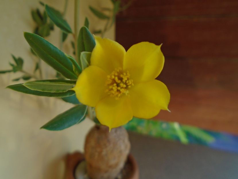 Talinum caffrum - Caudiciforme si bulbi 2019