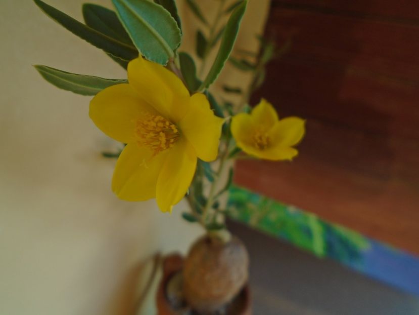 Talinum caffrum - Caudiciforme si bulbi 2019