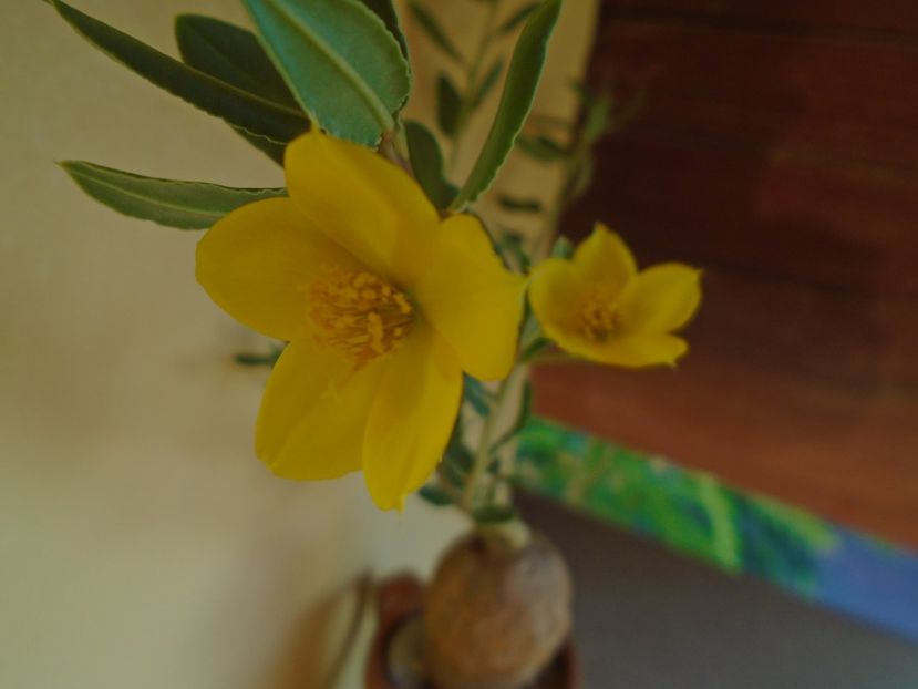 Talinum caffrum - Caudiciforme si bulbi 2019
