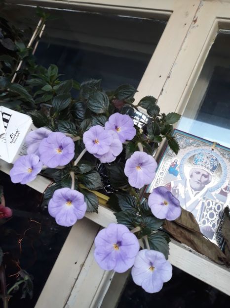  - R20 - Forget Me Not