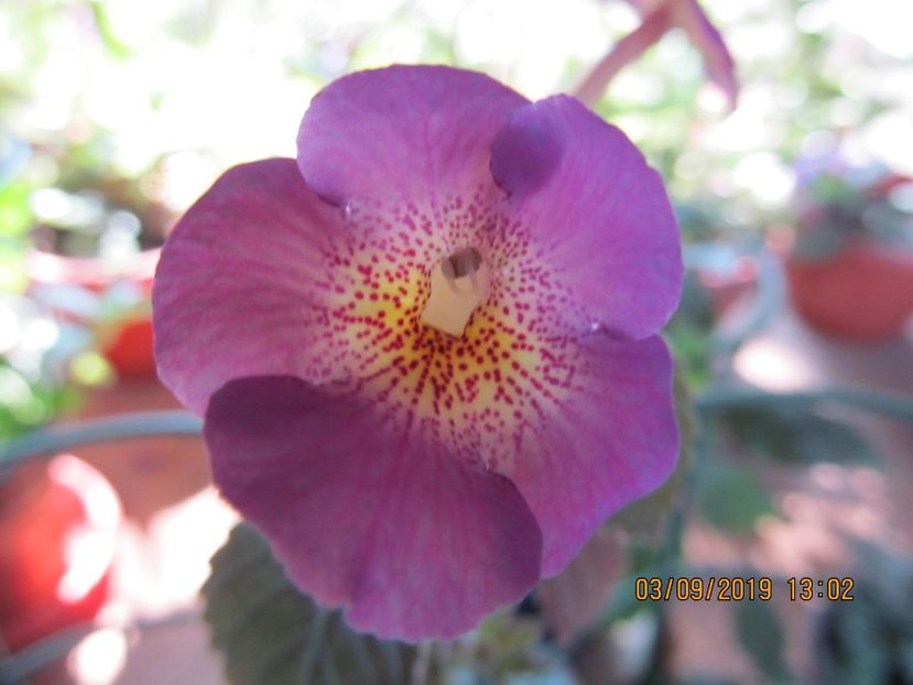 Dream Catcher - ACHIMENES 2020 - VANZARI HIBRIZI