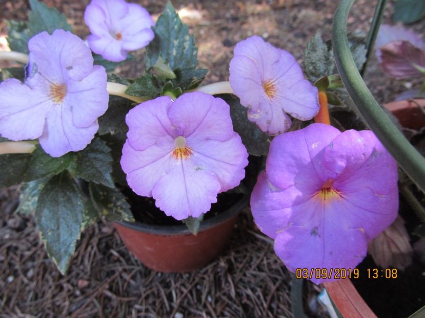  - ACHIMENES 2020 - VANZARI HIBRIZI