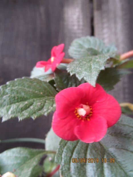 Nero - ACHIMENES 2020 - VANZARI HIBRIZI