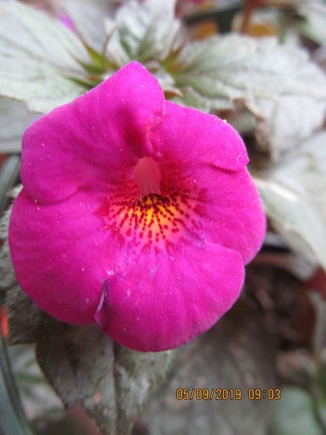 Patricia Paiola Scalco - ACHIMENES 2020 - VANZARI HIBRIZI