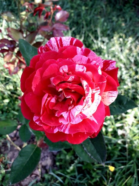  - TRANDAFIRI_2019_2020_2024